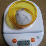 ましろは体重増加