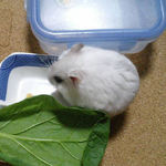 乾燥パパイヤを食べるましろ