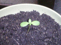 大分大きくなりました。