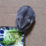 ブロッコリーを食べるコーキ