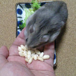 コメコメポップを受け取るコーキ