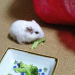 ブロッコリーを食べるアイ