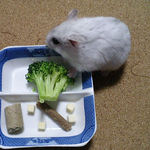 ブロッコリーを食べるましろ