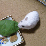 小松菜を食べるアイ