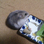 煮干を食べるコーキ