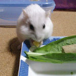 乾燥パパイヤを食べるましろ