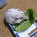 デカペレを齧るましろ