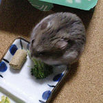 ブロッコリーを食べるコーキ