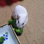 ブロッコリーを食べるアイ