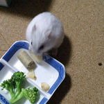 バナナチップを食べるましろ