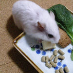 ハム用チーズを食べるアイ