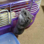 ケージにかじりついているコーキ