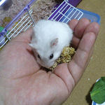 粟の穂を食べるましろ