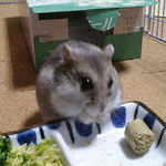 煮干を食べるコーキ