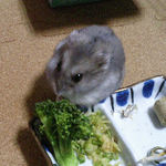 ブロッコリーを食べるコーキ