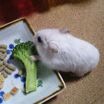 ブロッコリーを食べるアイ