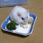 ちびっこクロワッサンを食べるましろ