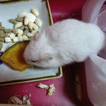 かぼちゃを食べるアイ