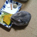 かぼちゃに食いつくコーキ