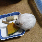 かぼちゃを食べるましろ