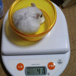 ましろは、体重増加