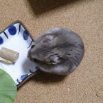 バナナチップを食べているコーキ