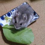 小松菜を食べるコーキ