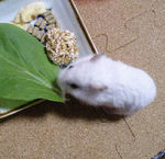 小松菜に食いつくアイ