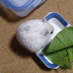 バナナチップを食べるましろ