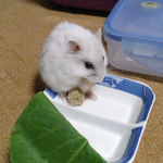 バナナチップを食べるましろ。正面から。