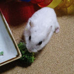 ブロッコリーを食べるアイ