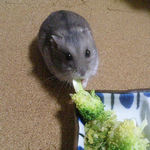 ブロッコリーを食べるコーキ