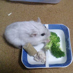 ブロッコリーを食べるましろ