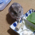 煮干を食べるコーキ