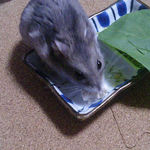 豆腐を食べるコーキ