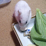 豆腐を食べるアイ