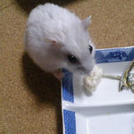 豆腐を食べるましろ