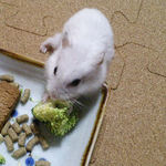 ブロッコリーを食べるアイ