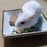 チーズを食べるアイ