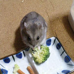 ブロッコリーを食べるコーキ