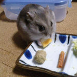 チーズを食べるコーキ