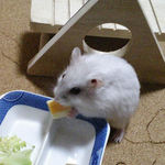 チーズを食べるましろ