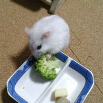 ブロッコリーを食べるましろ