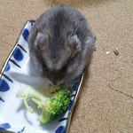 ブロッコリーを食べるコーキ