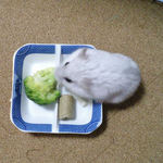 ブロッコリーを食べるましろ