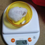 アイは体重変わらず