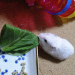 小松菜を食べるアイ