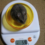 コーキは体重減少です。