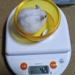 ましろは少し体重が増えました