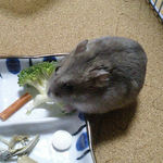 ブロッコリーを食べるコーキ